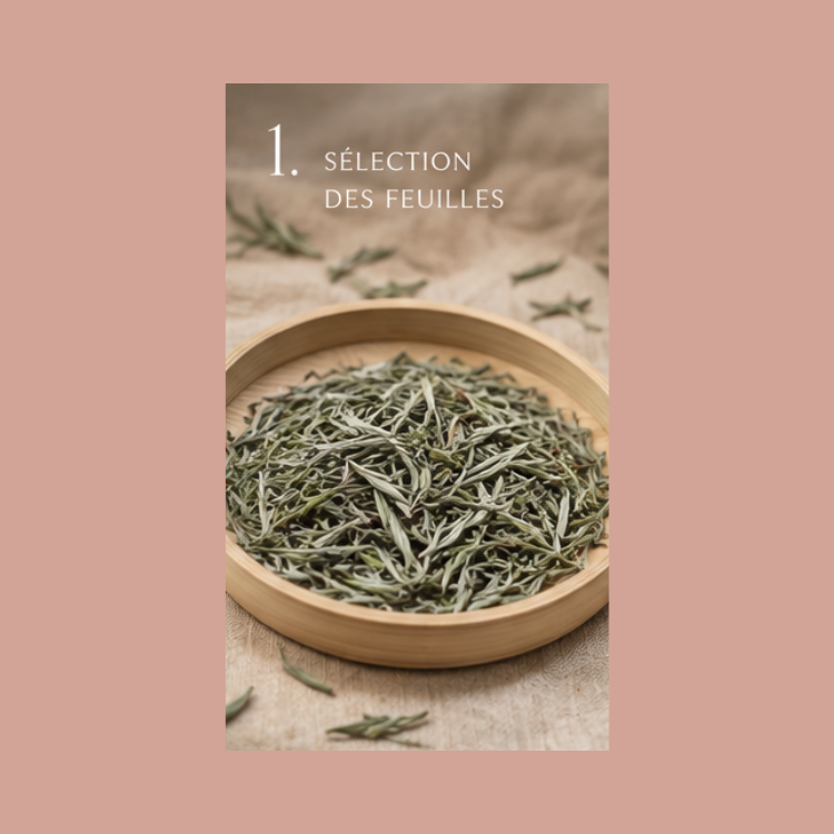 Qu’est-ce qu’une fleur de thé ? fleur de the feuilles. LABR Paris première maison de fleur de thé